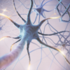 Neurodegeneration: a mechanism links Huntington's to other diseases 